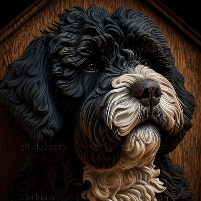 st Portuguese Water dog